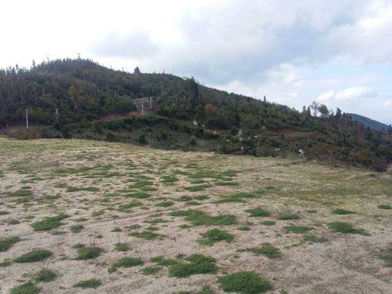 Quillón, bonitas parcelas en el cerro Cayumanqui $40.000.000