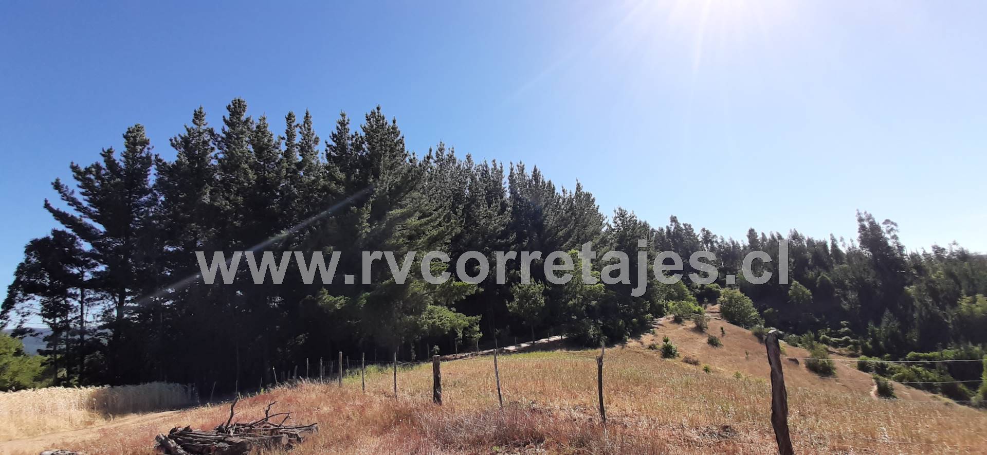 Quirihue. Vendo 1,5 hectáreas de terreno en $45.000.000. Con plantación de pinos y eucaliptos.